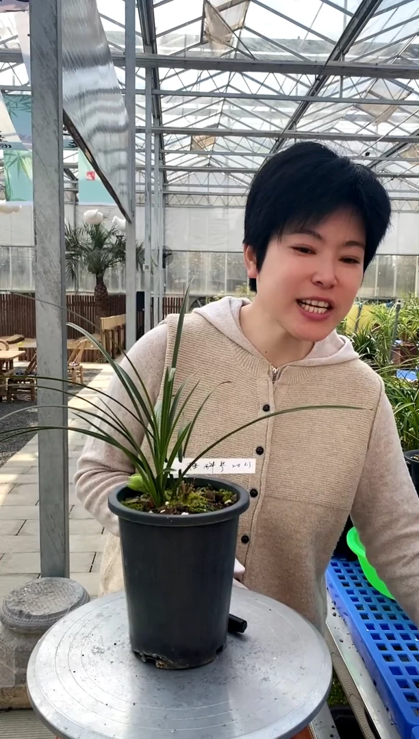 【闪购商品】西神，平安