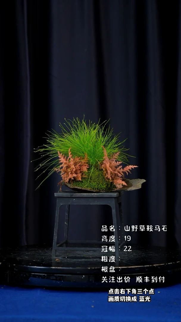 【闪购商品】山野草鞍马石