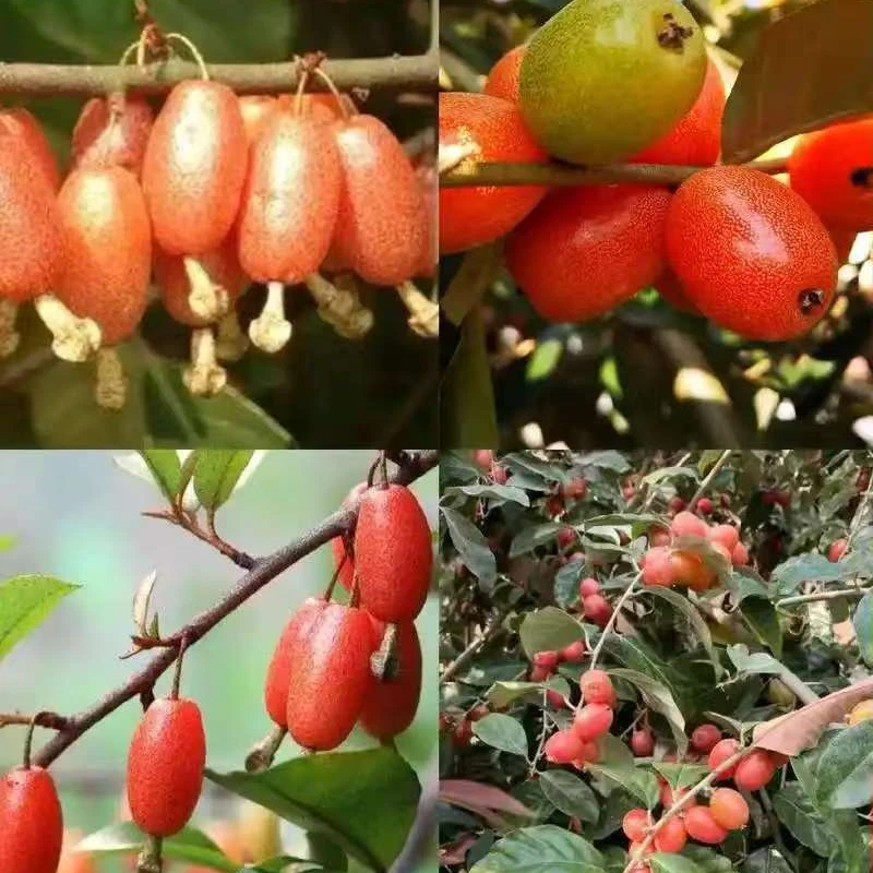 贵州深山野生羊奶果孕妇水果/树苗