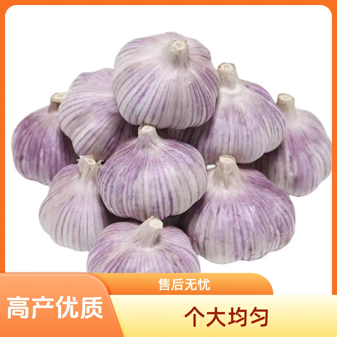 2025年新蒜干蒜可吃可种紫白皮特大大蒜农家自种产地直发