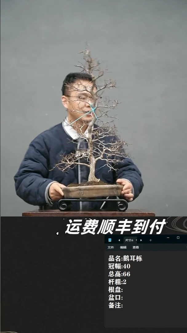 【闪购商品】26鹅耳栎