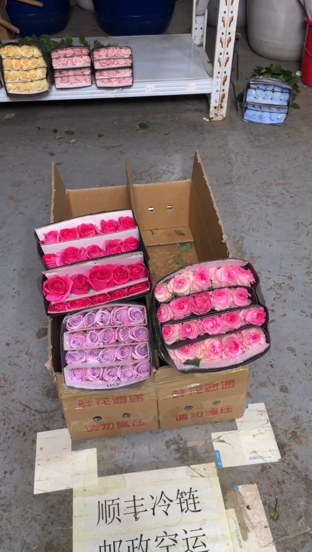 佛洛依德20枝+洛神20枝+海洋之歌20枝