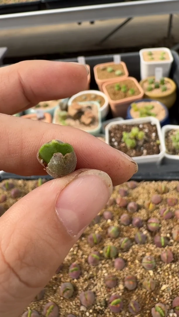 【闪购商品】2.5-46