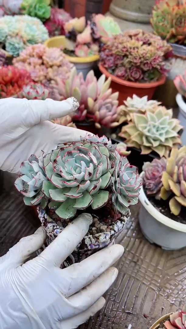 【闪购商品】21066