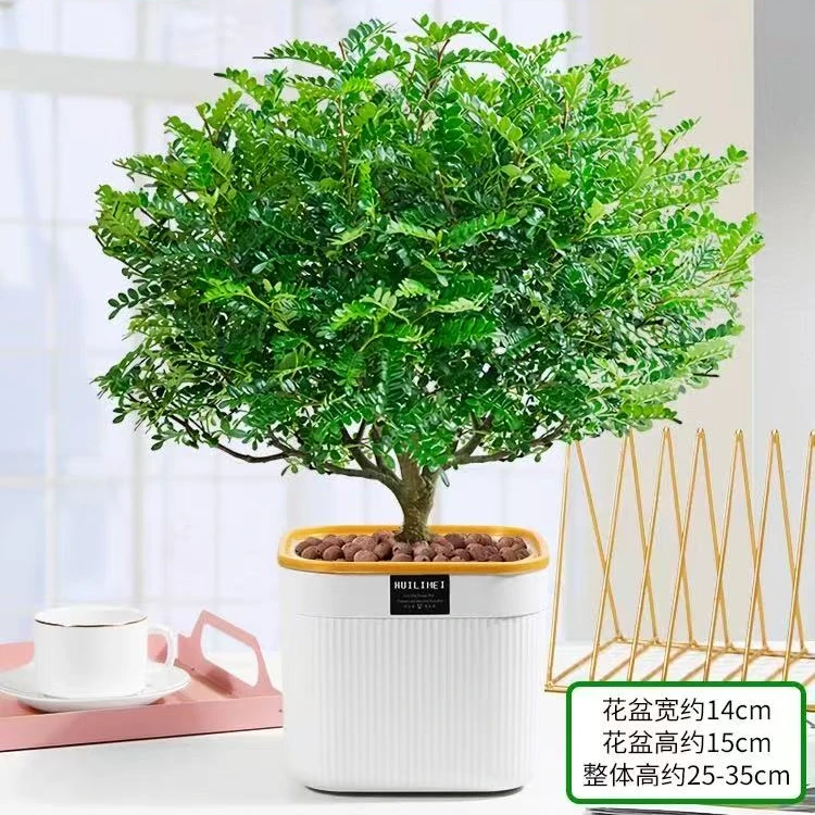 正宗清香胡椒木盆栽驱蚊草花卉植物室内树苗清香木老桩盆景