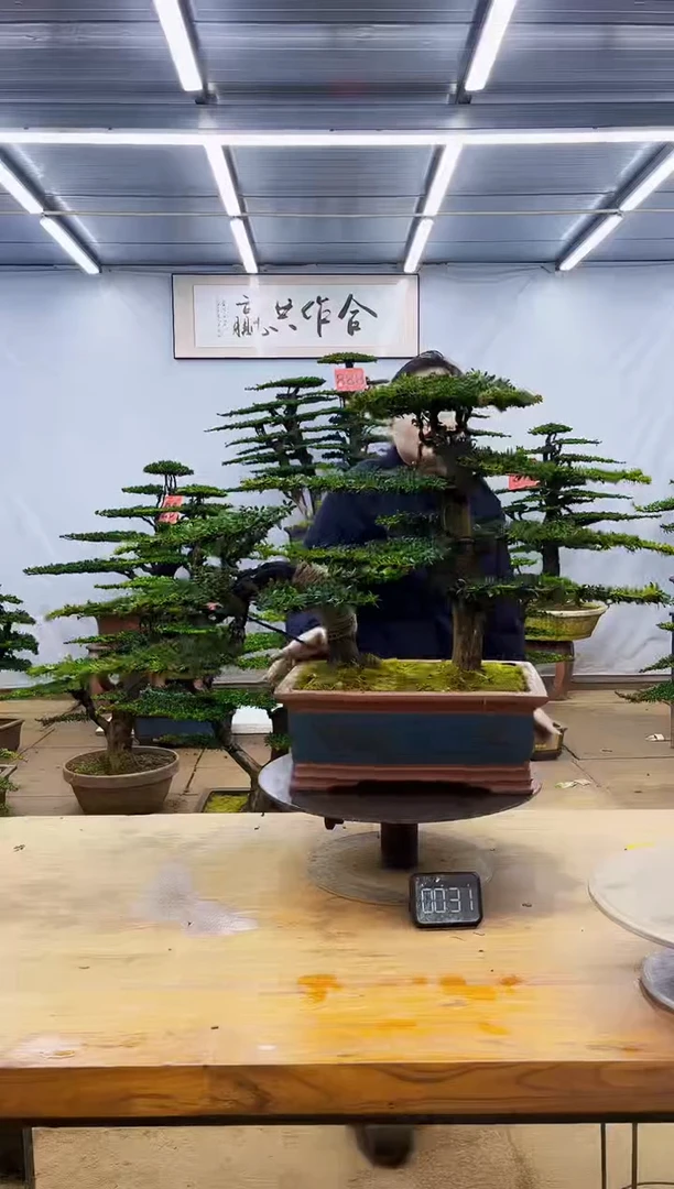 无花朵一物一拍，所见即所得