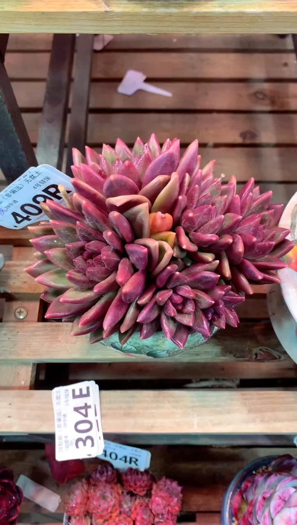 409R（一物一拍，精品多肉，所见即所得 ）