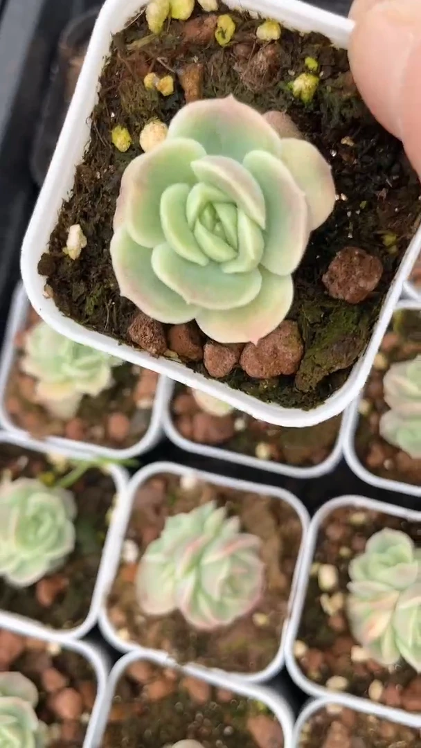 【闪购商品】五方虾饺单头多肉