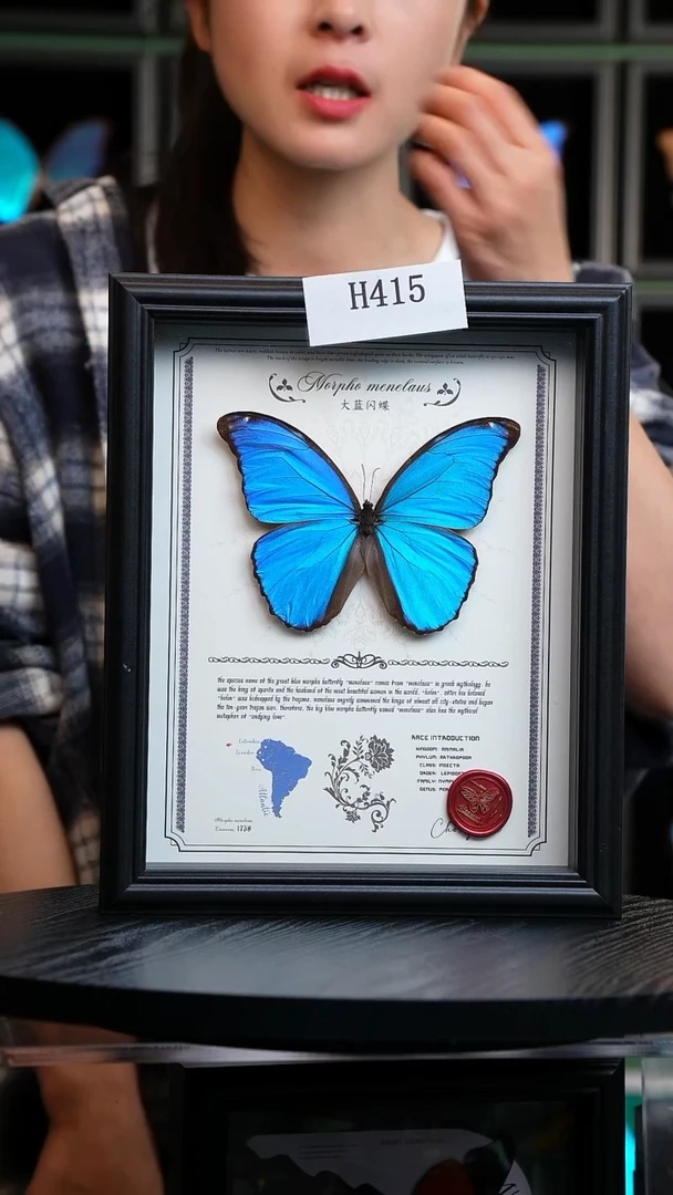 蝴蝶标本摆件竞拍大蓝闪H415