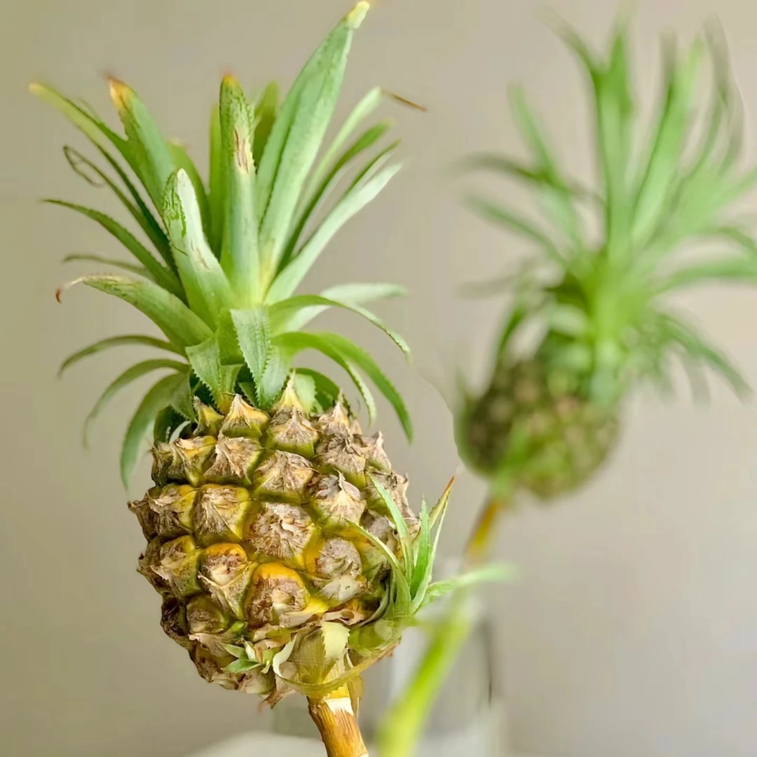 菠萝~水养花家居花材云南基地直发