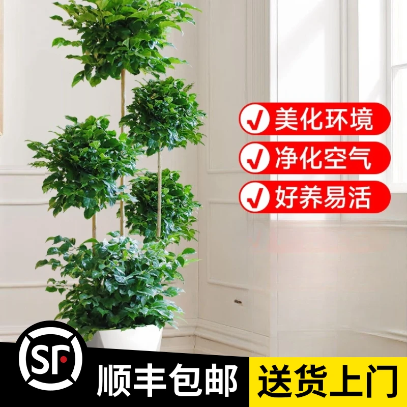 1.7-1.8米【五层幸福树】树老桩旺宅客厅大型绿宝树发财树