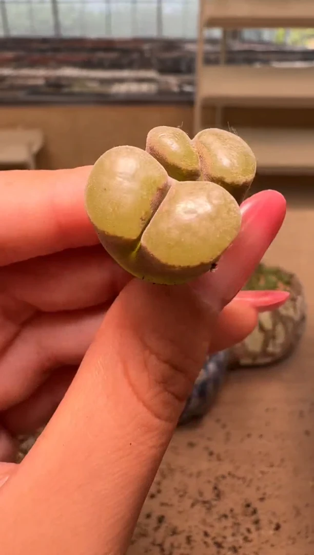 3-88多肉植物肉锥