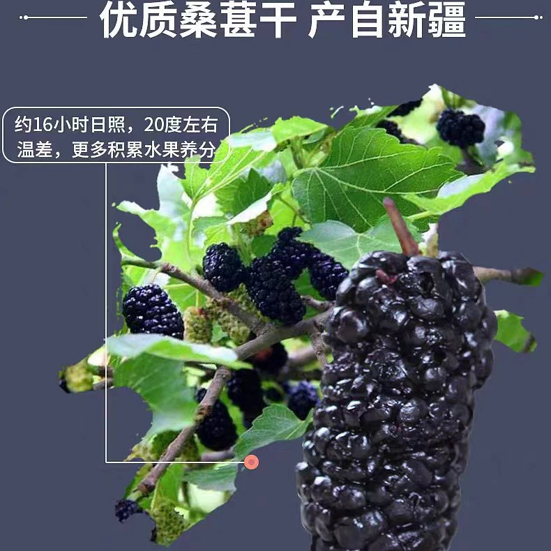 桑葚果大盒装450G