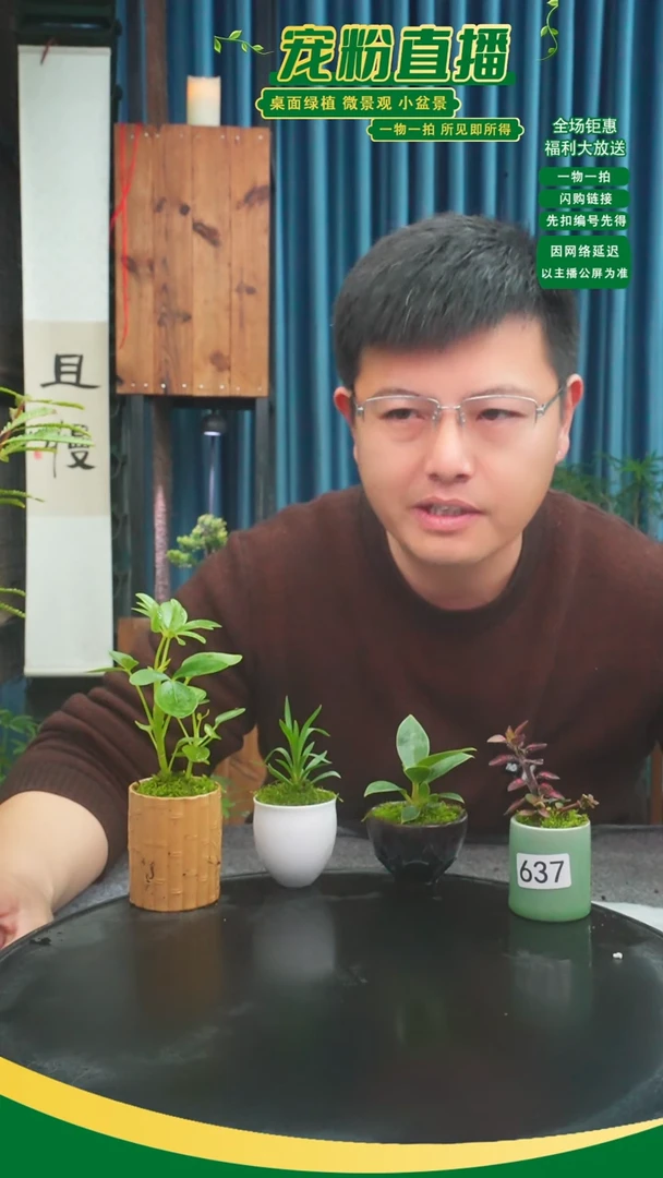 无花朵H**q苔藓微景观637号