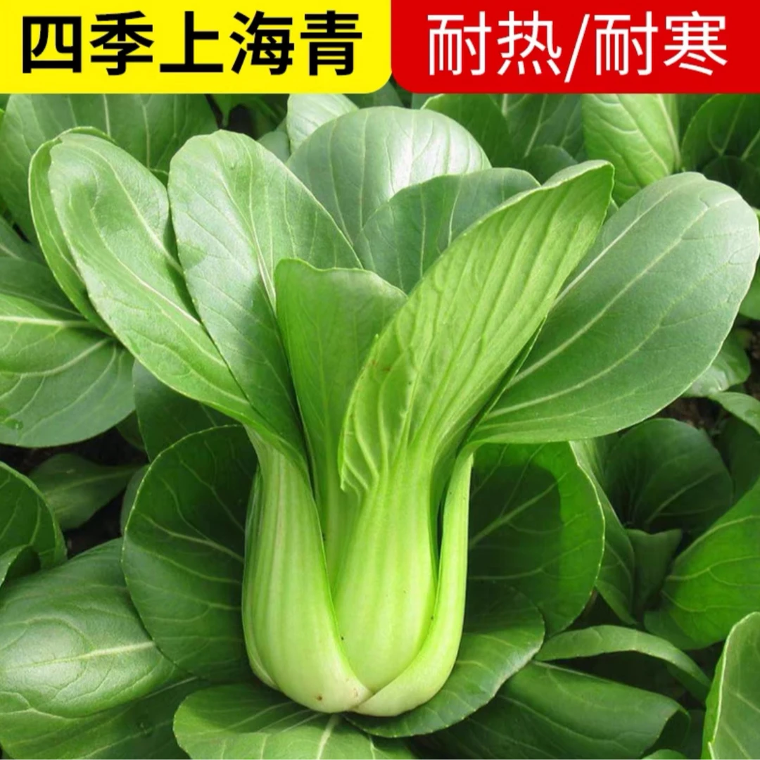 上海青/苏州青种子四季可种耐寒矮杆青梗菜园阳台种植蔬菜种子