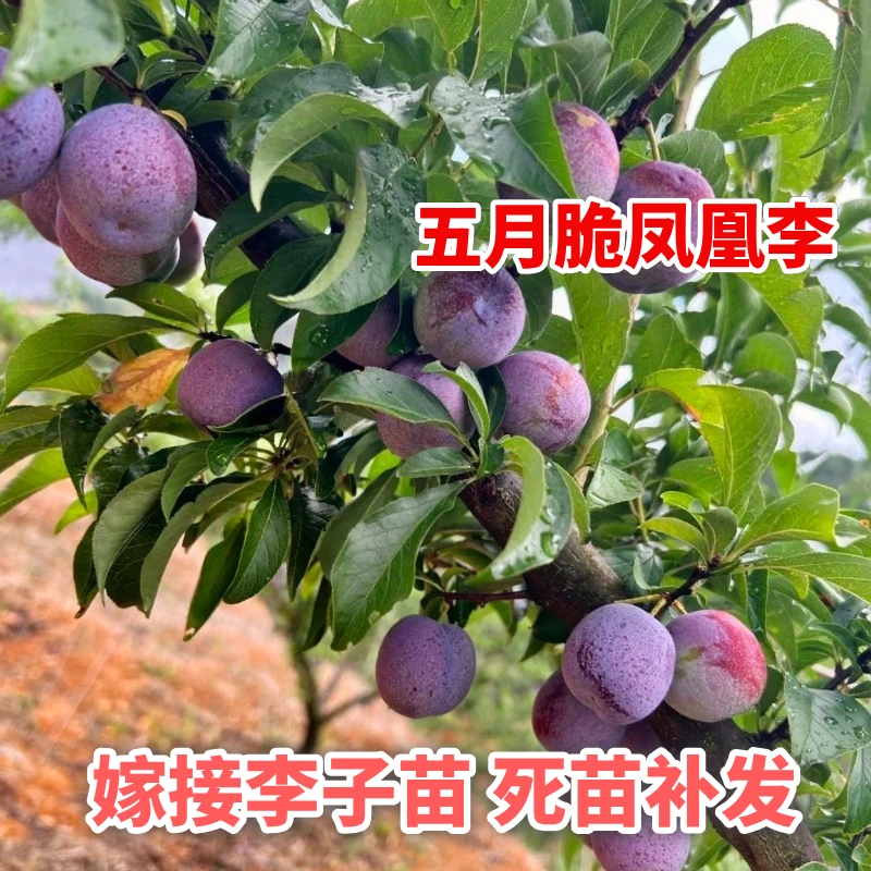 李子树苗嫁接一树三果李子苗南北方种植盆栽地栽当年结果果树苗