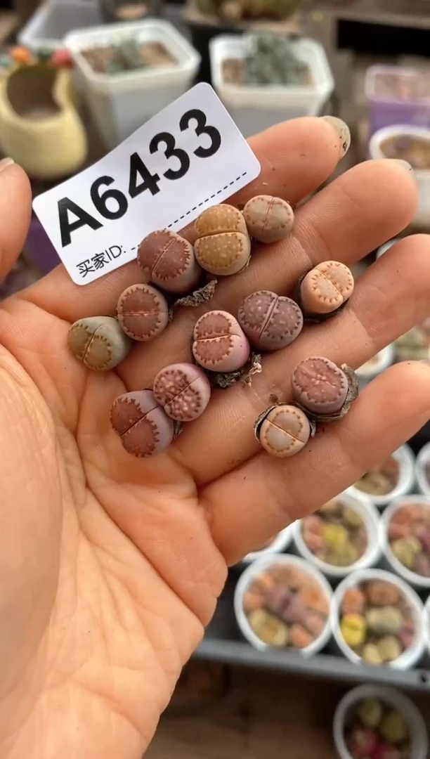 【闪购商品】6433直播一物一拍