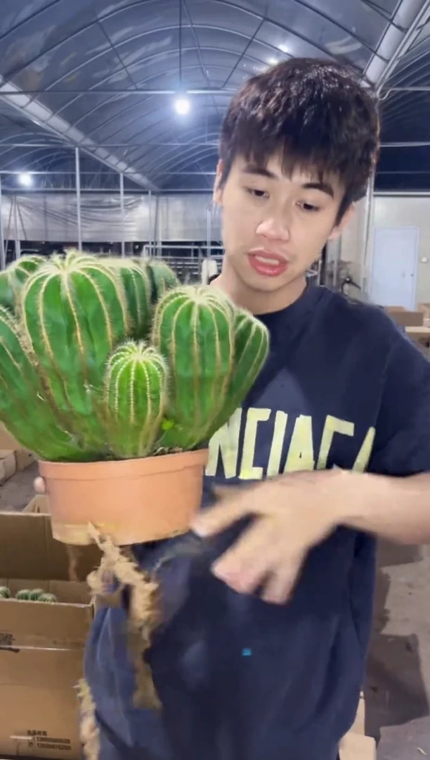 【闪购商品】大银冠群生 20cm+