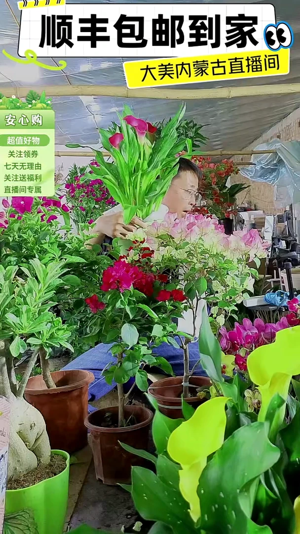 完全开放马蹄莲带盆