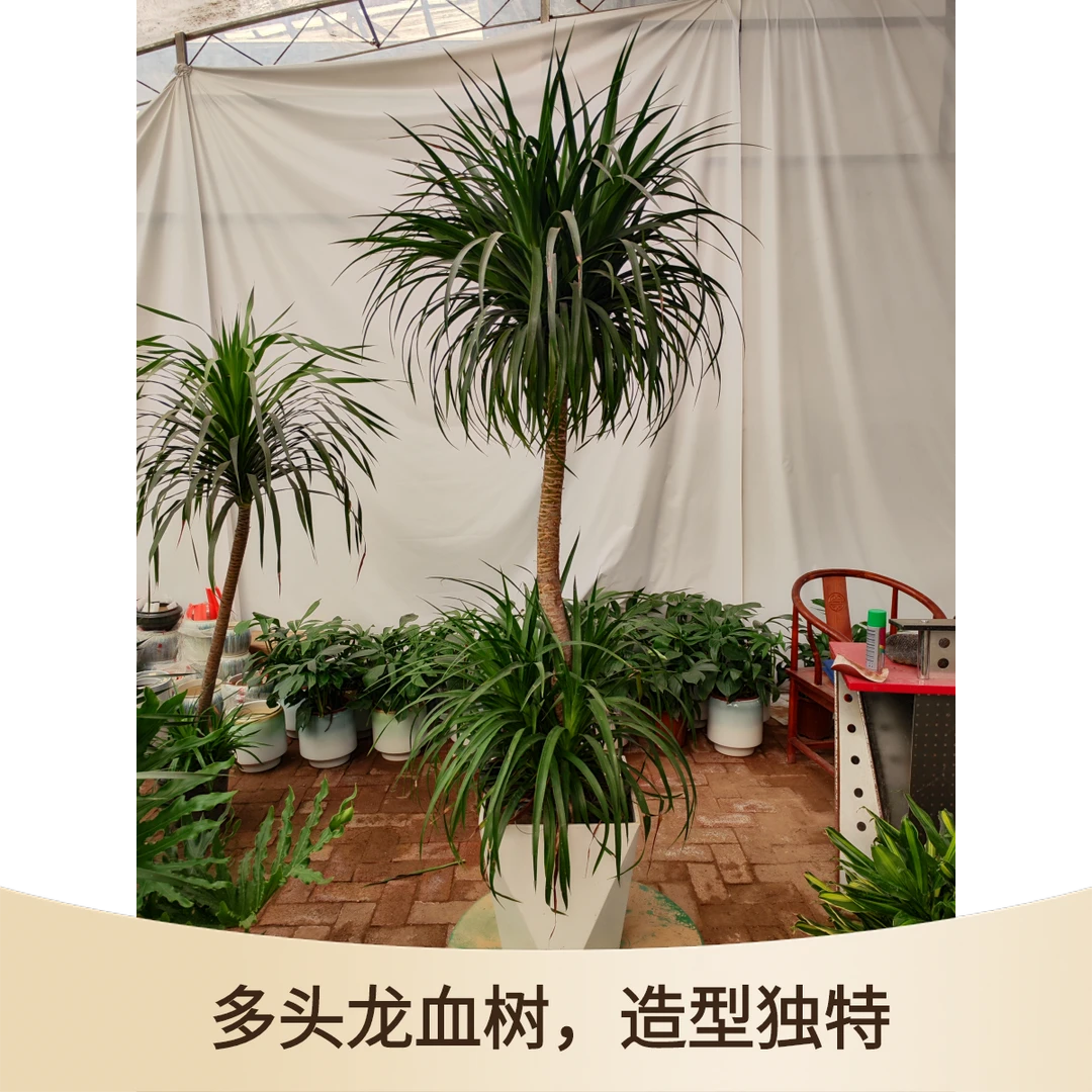 【双层宽叶中龙血树】网红/乔迁/办公/室外