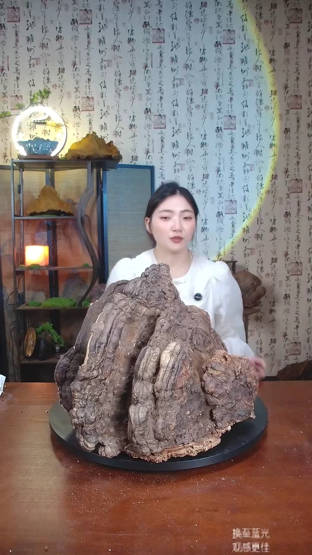 红缘拟层孔菌中国大陆【藏区 野生】红缘树舌（20斤）210-220年份