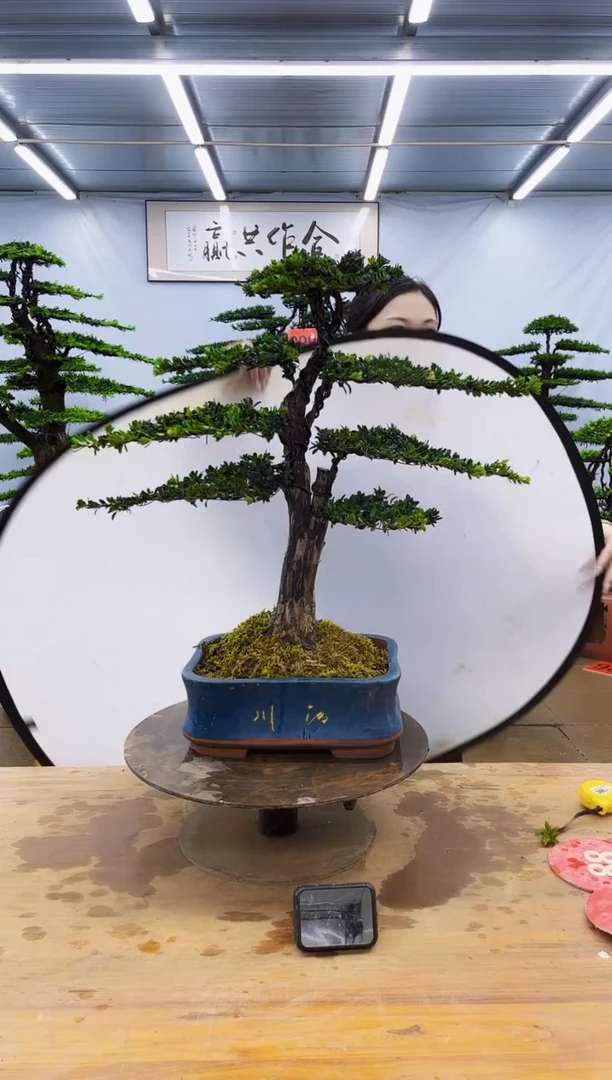 无花朵一物一拍，所见即所得