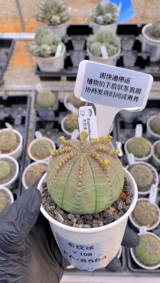 【闪购商品】布纹球FA-8584