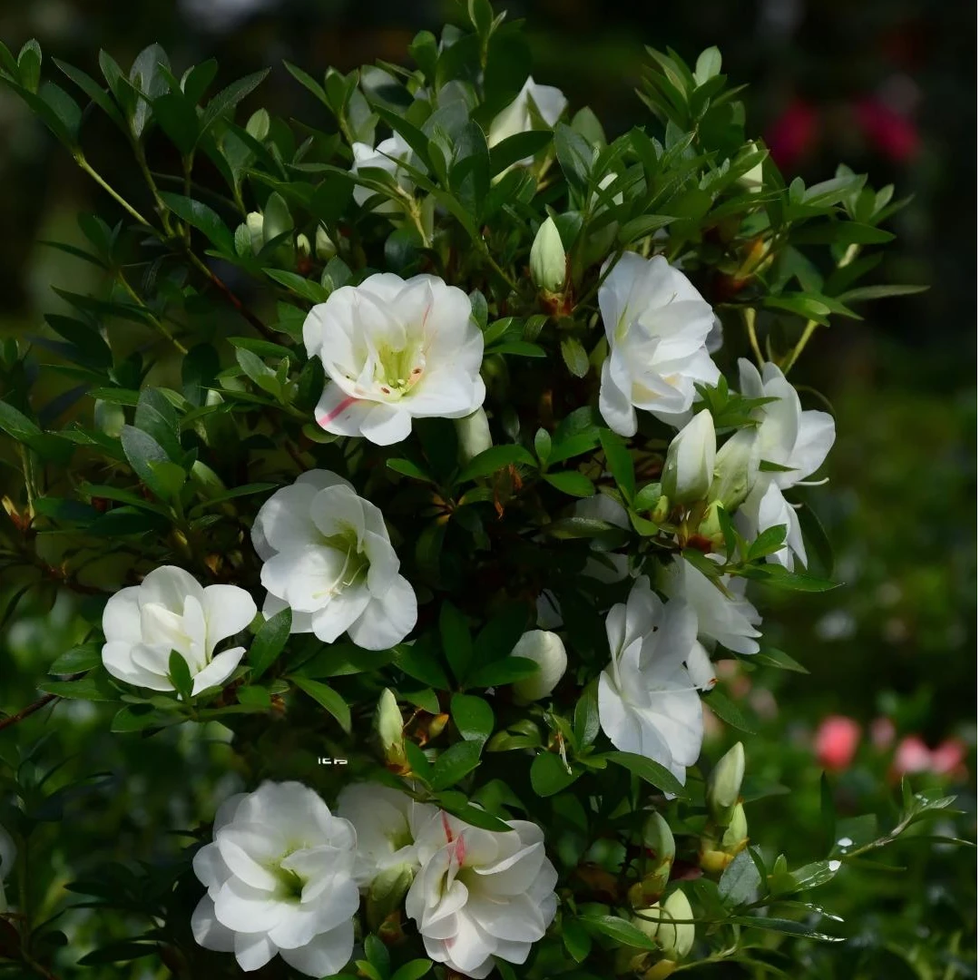 盛燕园艺【舞小町】耐寒浓香重瓣大花四季杜鹃开花阳台花卉盆栽绿植