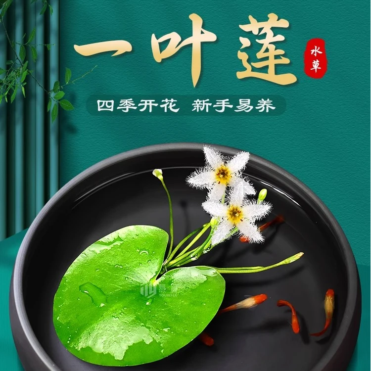 一叶莲水草水培植物鱼缸专用浮萍水葫芦造景摆件装饰增氧净化水质