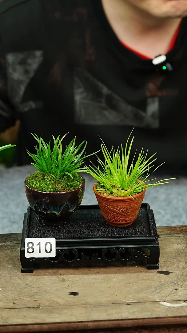 【闪购商品】苔藓微景观810号