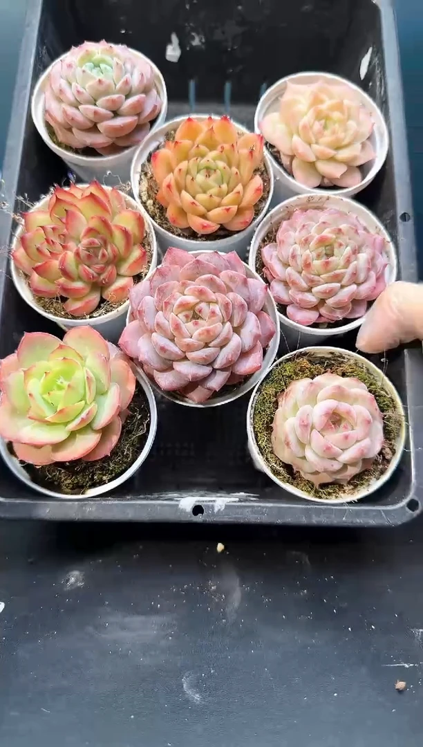 2 443  多肉   8颗