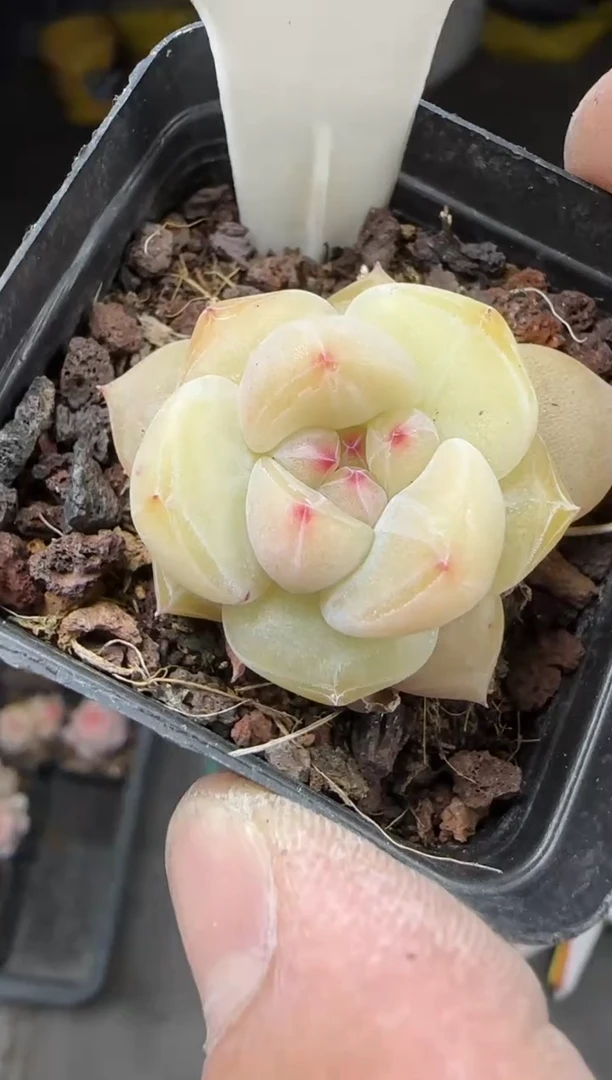 【闪购商品】一物一拍0214—302