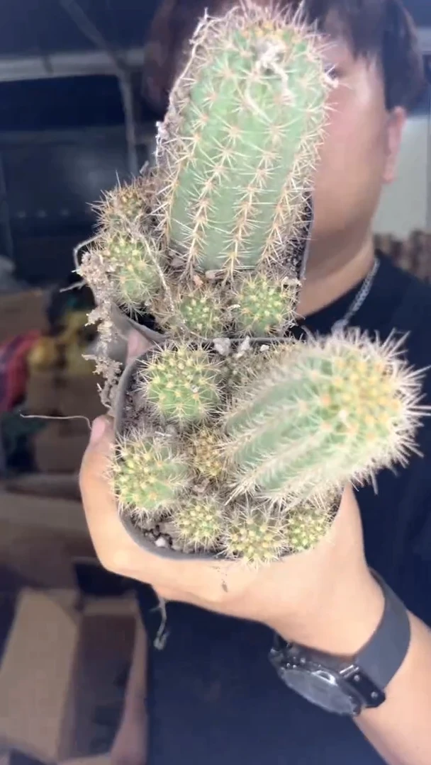 2颗 实生根 毛花柱