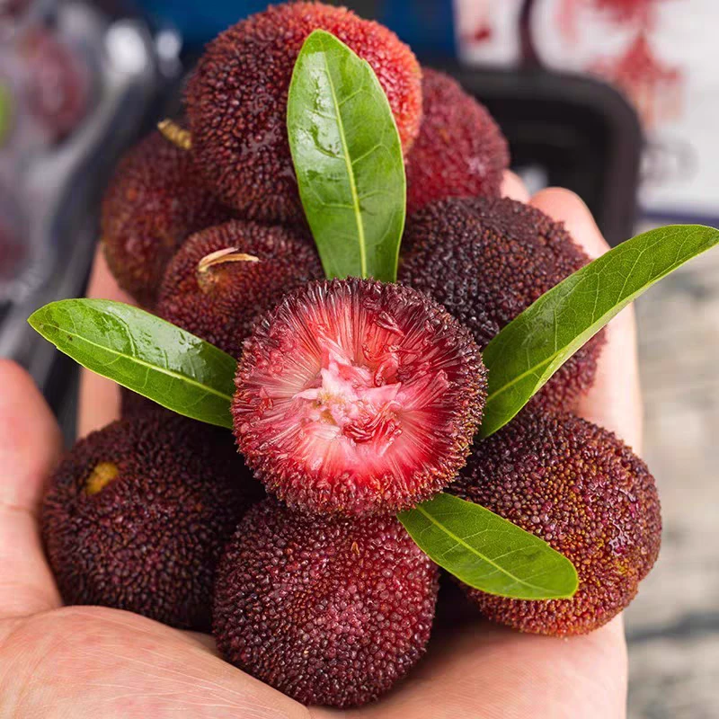 【达吾水果】精品黑炭杨梅手提小桶装2桶特惠尝鲜装(同城骑手配送到家)500g