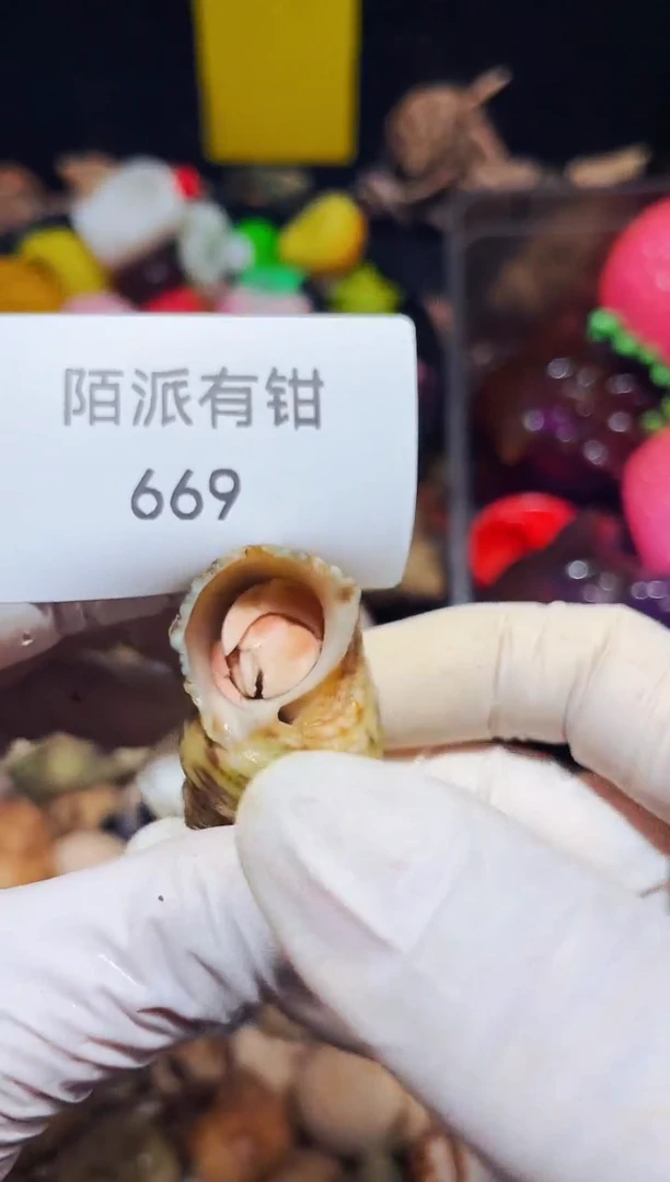 陌派有钳寄居蟹669
