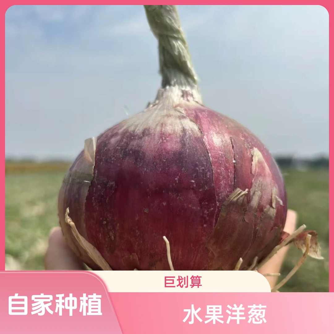 山东潍坊紫皮洋葱正宗生吃家乡农家土特产洋葱产地直销水果大果
