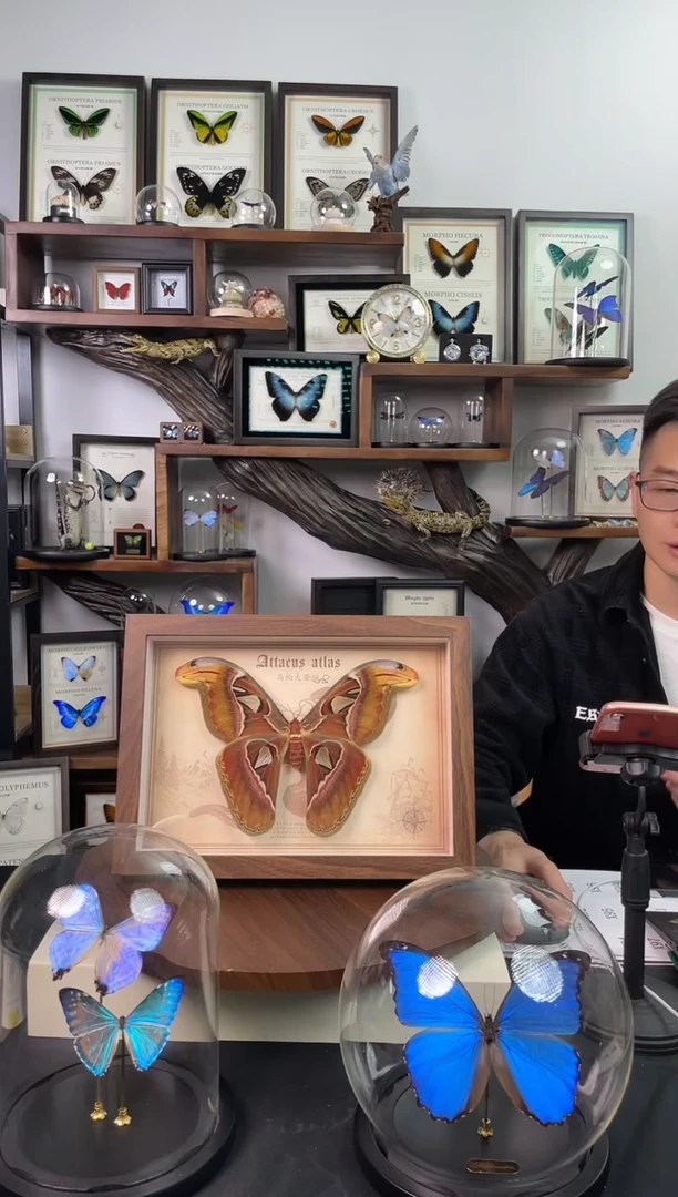 大个体 乌桕大蚕蛾-复古版【A4复古框】