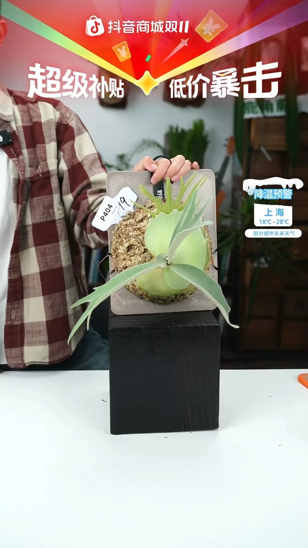 不开花植物P404-野猴孢子苗