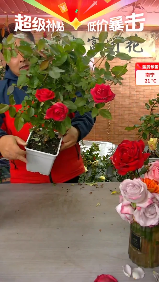 当前无花朵，栽培后可花朵红荣耀