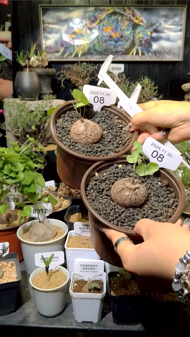 8号1130福利南非龟甲龙买一送一