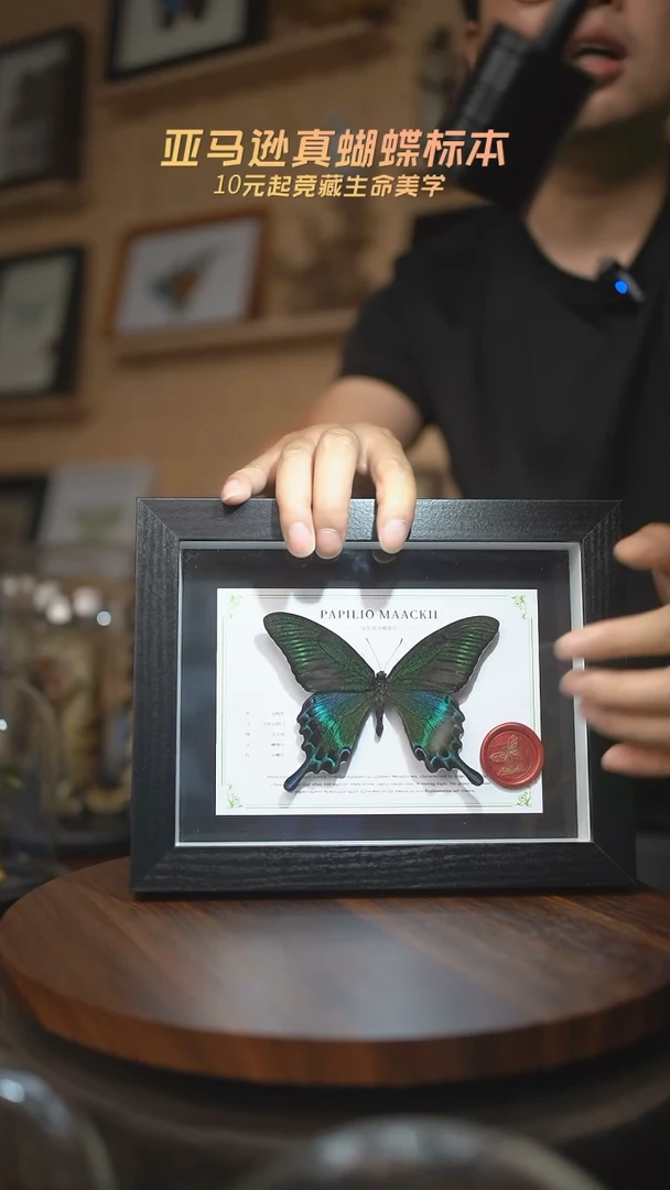 有机玻璃绿带翠凤蝶夏型国风版