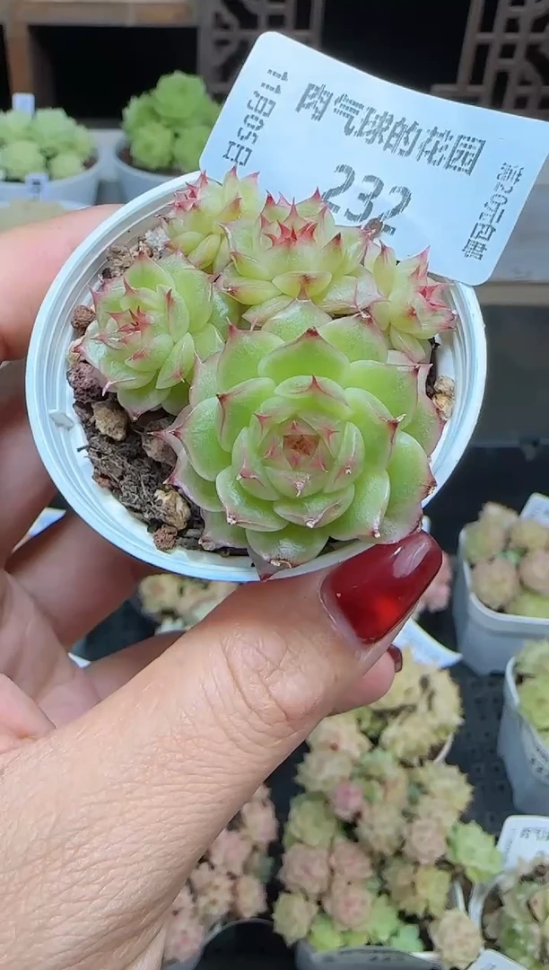 1105-232麦秆群不包整