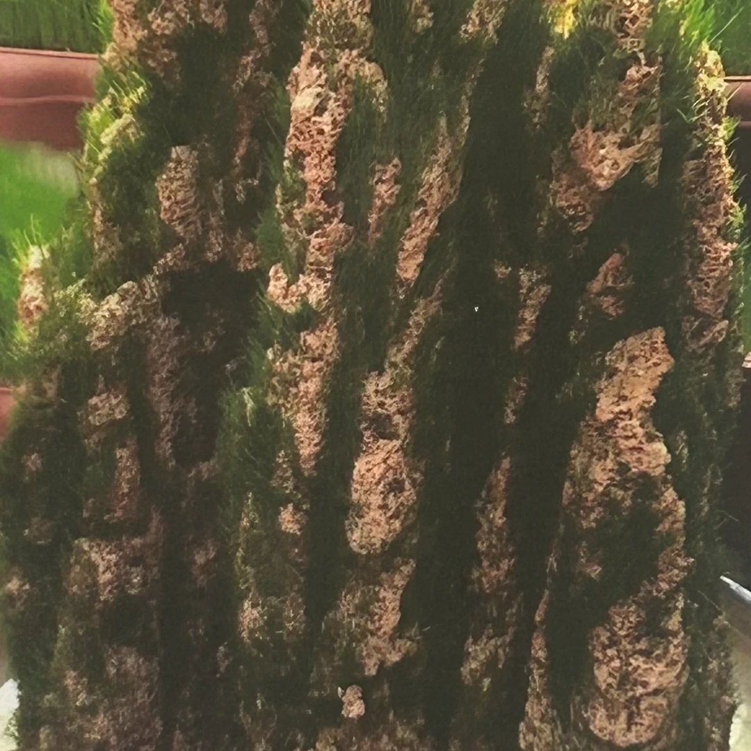 【五袋包邮】盆景草种子假山草种籽四季室内盆栽易种花园花盆观赏绿