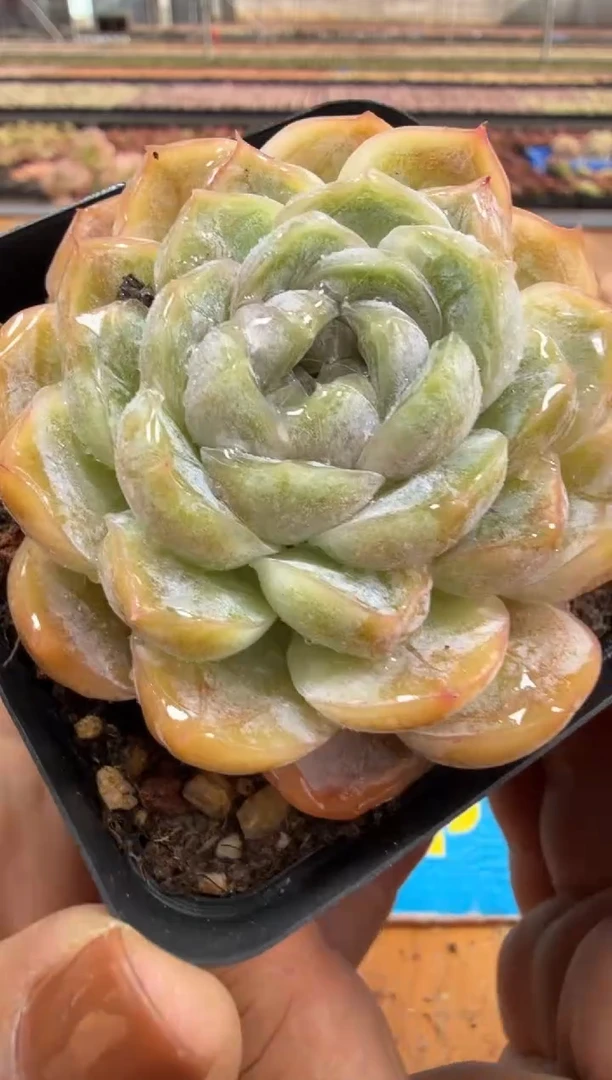 东云多肉园二店-447