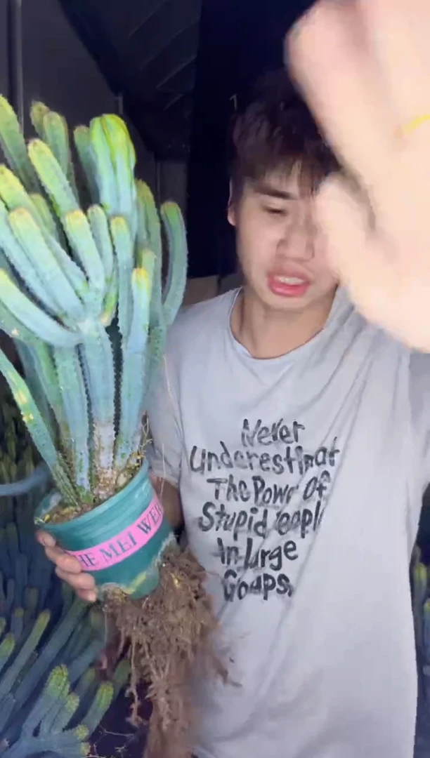 【闪购商品】6头起发 泰隆木 高20cm+