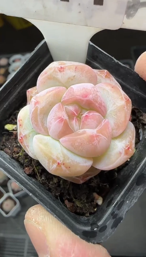 【闪购商品】一物一拍0115—441