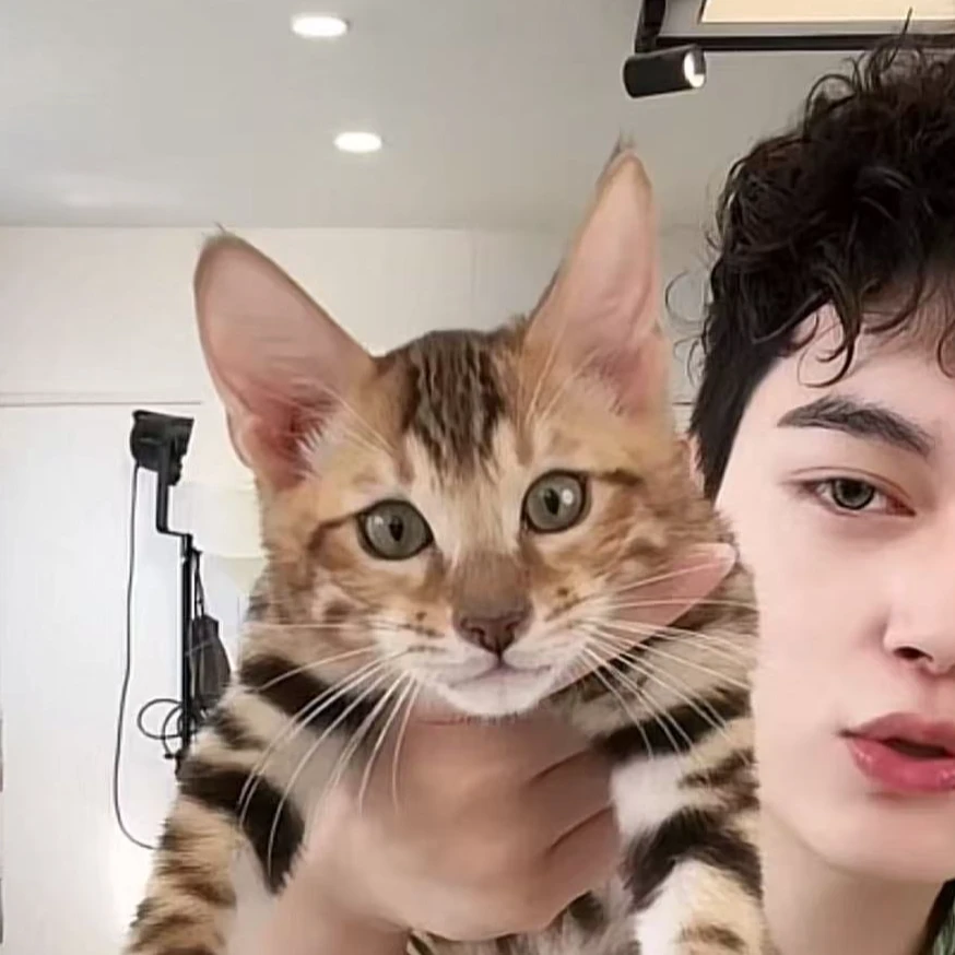 来了姊妹-孟加拉豹猫 弟弟 9136