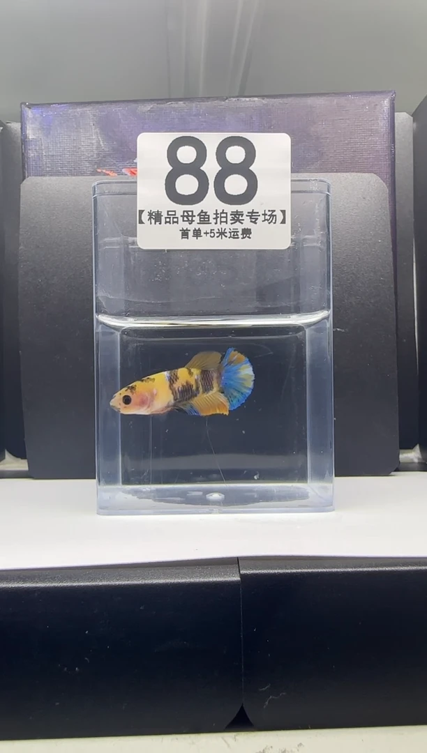 斗鱼母鱼编号：88