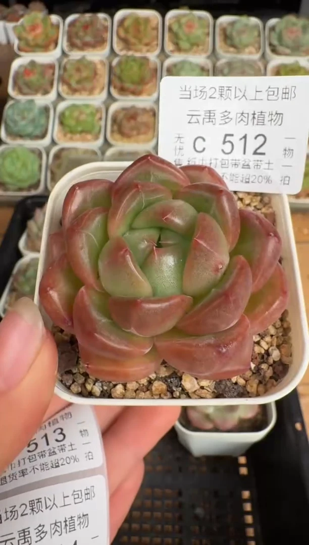 512带盆土发(6.5cm杯）一物一拍 珍妮多肉