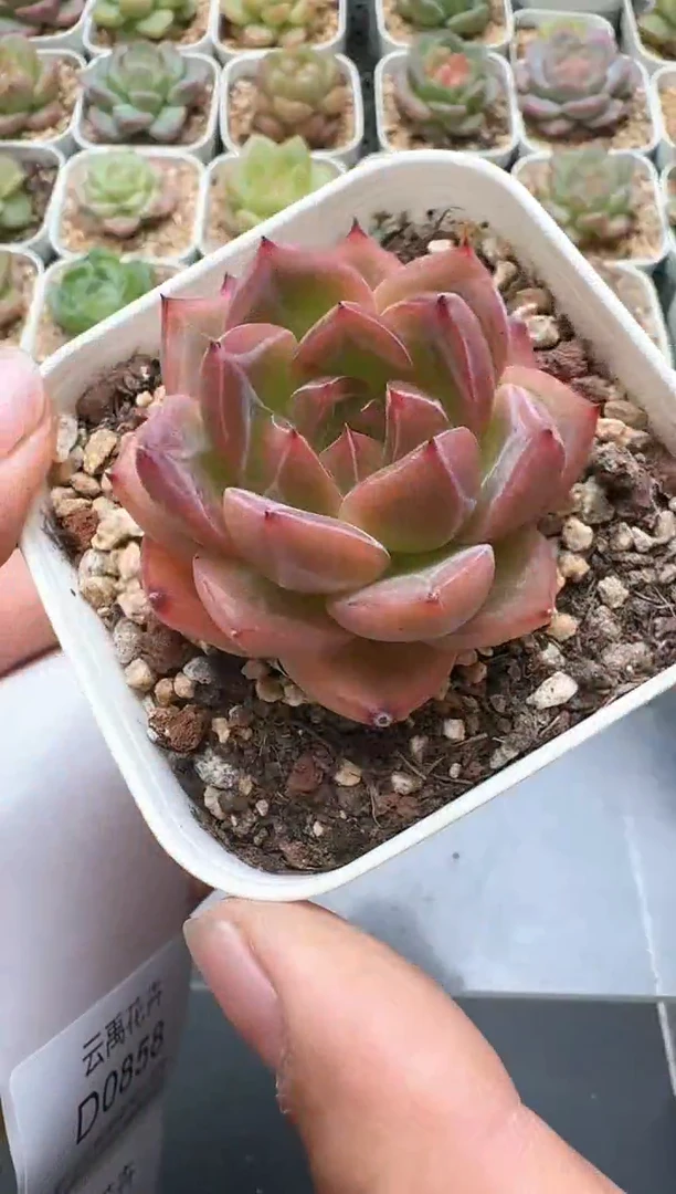 857D云禹多肉植物 带盆土纸巾打包 3颗包邮